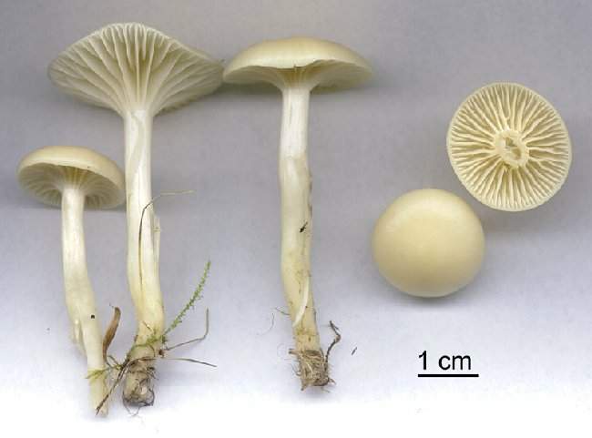 Hygrocybe virginea